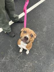 Shelter Stray Female Dog last seen Apt 204,1109 Craftsman Drive, VIRGINIA BEACH, VA, 23464, 341 S Birdneck Rd, Virginia Beach, VA 23451, USA