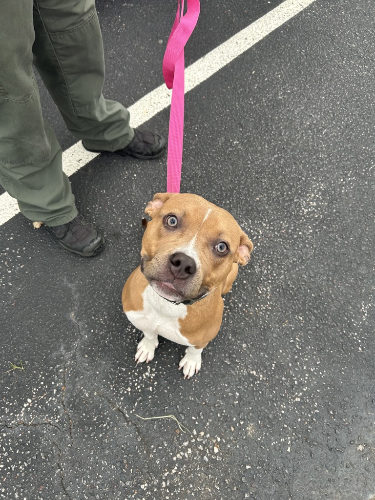 Shelter Stray Female Dog last seen Apt 204,1109 Craftsman Drive, VIRGINIA BEACH, VA, 23464, 341 S Birdneck Rd, Virginia Beach, VA 23451, USA