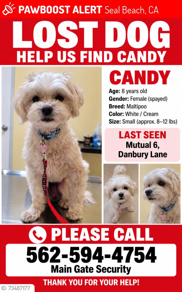 Lost Female Dog last seen Near Danbury Lane, Leisure World, Seal Beach, CA 90740