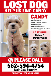 Lost Female Dog last seen Near Danbury Lane, Leisure World, Seal Beach, CA 90740