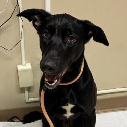 Shelter Stray Female Dog last seen 92nd/Cooper, OR, 1700 W Historic Columbia River Hwy, Troutdale, OR 97060, USA
