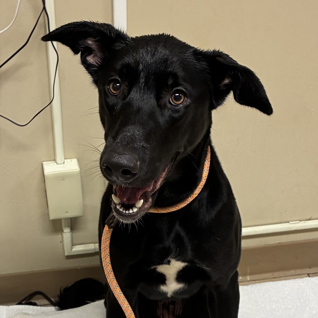 Shelter Stray Female Dog last seen 92nd/Cooper, OR, 1700 W Historic Columbia River Hwy, Troutdale, OR 97060, USA