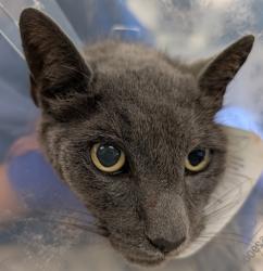 Shelter Stray Male Cat last seen Near Radio Drive, San Diego, CA, 92114, 5500 Gaines St, San Diego, CA 92110, USA