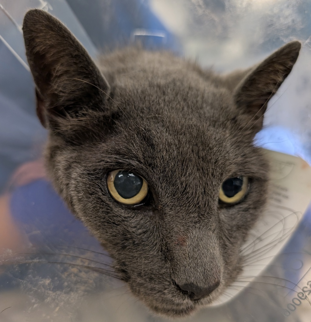 Shelter Stray Male Cat last seen Near Radio Drive, San Diego, CA, 92114, 5500 Gaines St, San Diego, CA 92110, USA