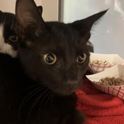 Shelter Stray Female Cat last seen Near Island Avenue, San Diego, CA, 92101, 5500 Gaines St, San Diego, CA 92110, USA