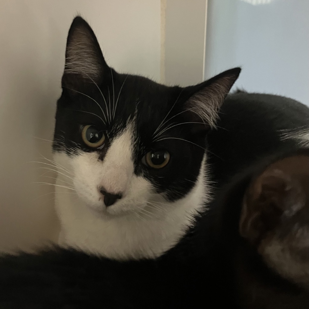 Shelter Stray Male Cat last seen Near Island Avenue, San Diego, CA, 92101, 5500 Gaines St, San Diego, CA 92110, USA