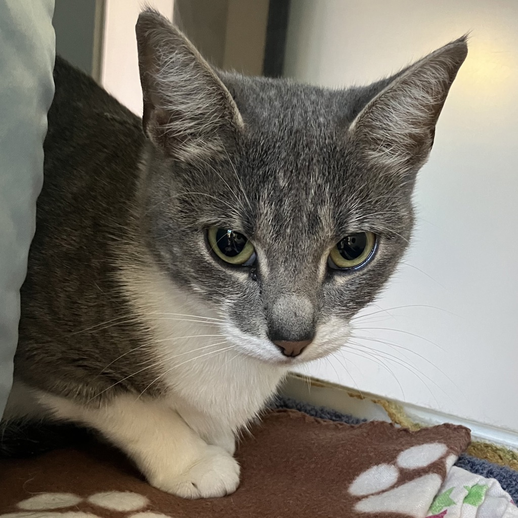 Shelter Stray Female Cat last seen Near Island Avenue, San Diego, CA, 92101, 5500 Gaines St, San Diego, CA 92110, USA