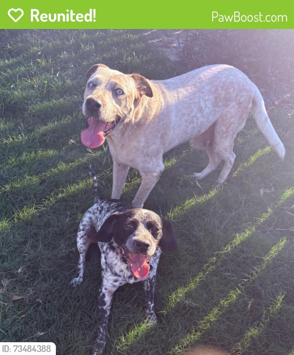 Reunited Male Dog last seen Fernbank Forest and Headwaters, Houston, TX 77346