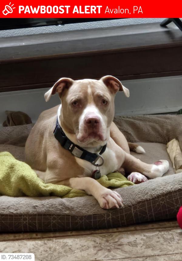 Lost Male Dog last seen Victoria and Church, Avalon, PA 15202