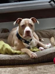 Lost Male Dog last seen Victoria and Church, Avalon, PA 15202