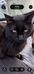 Reunited Male Cat last seen Four Mile Creek & Whitethorn, Charlotte, NC 28277