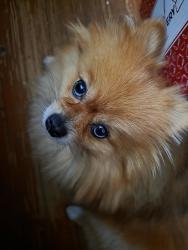 Reunited Female Dog last seen Jo's Exotic Birds, Kenosha, WI 53143