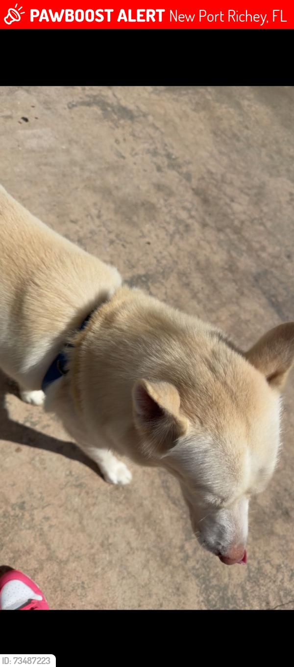 Lost Male Dog last seen Minnieola drive, New Port Richey, FL 34654