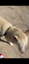 Lost Male Dog last seen Minnieola drive, New Port Richey, FL 34654