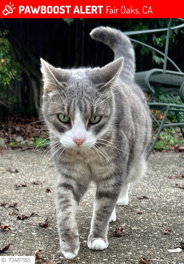 Lost Female Cat last seen Palmyra Dr. x Dory Way, Fair Oaks, CA 95628