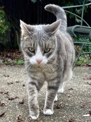 Lost Female Cat last seen Palmyra Dr. x Dory Way, Fair Oaks, CA 95628