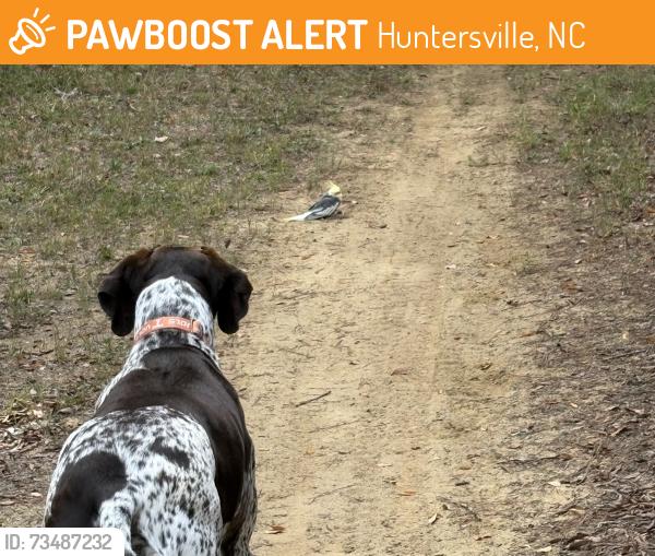 Found/Stray Male Bird last seen Sam Furr road, Huntersville, NC 28031