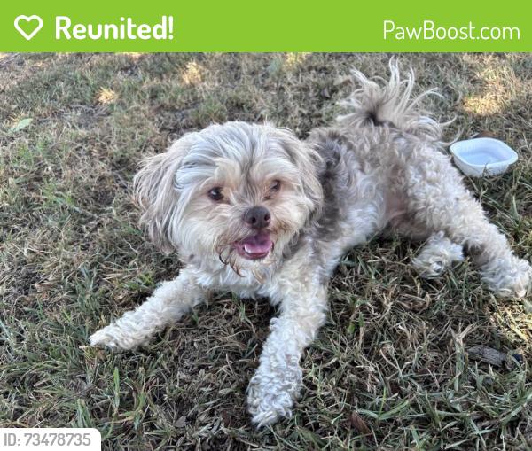 Reunited Male Dog last seen Near E Laurel St Compton CA 90221, Compton, CA 90221