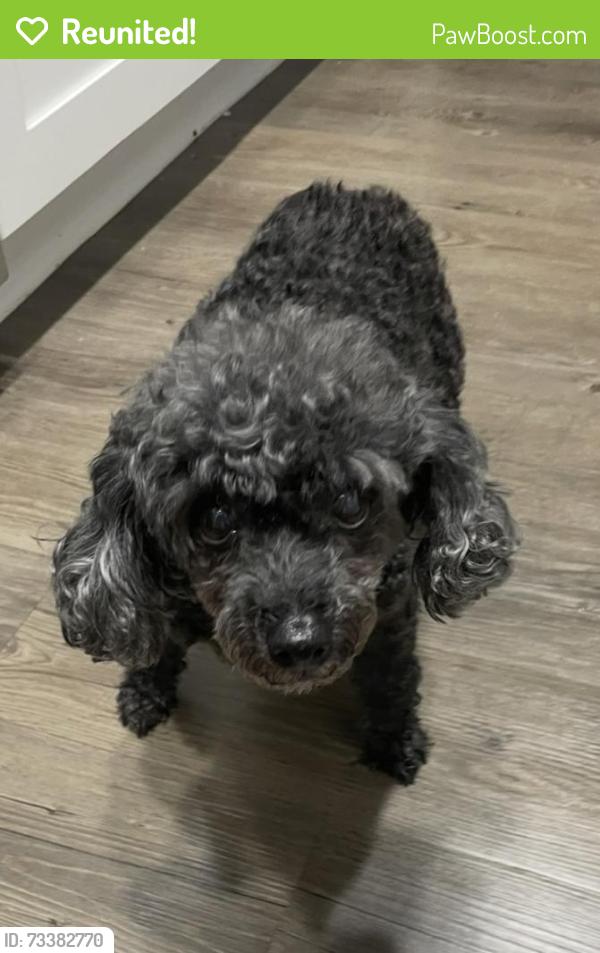Reunited Female Dog last seen Bissonnet St, Houston, TX 77083, USA, Houston, TX 77083