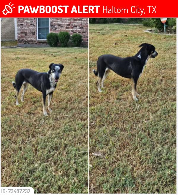 Lost Female Dog last seen Lariat, Haltom City, TX 76180