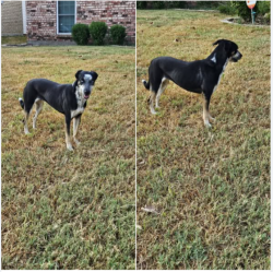 Lost Female Dog last seen Lariat, Haltom City, TX 76180
