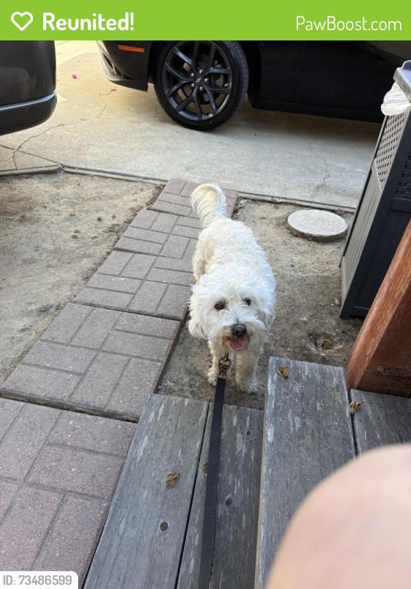 Reunited Male Dog last seen Bart San Bruno, San Bruno, CA 94066
