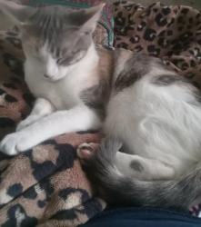 Lost Female Cat last seen Near Brookfield Drive Decatur, Il 62521, Decatur, IL 62521