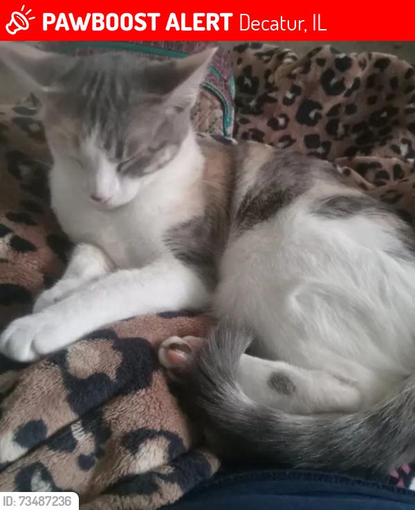 Lost Female Cat last seen Near Brookfield Drive Decatur, Il 62521, Decatur, IL 62521
