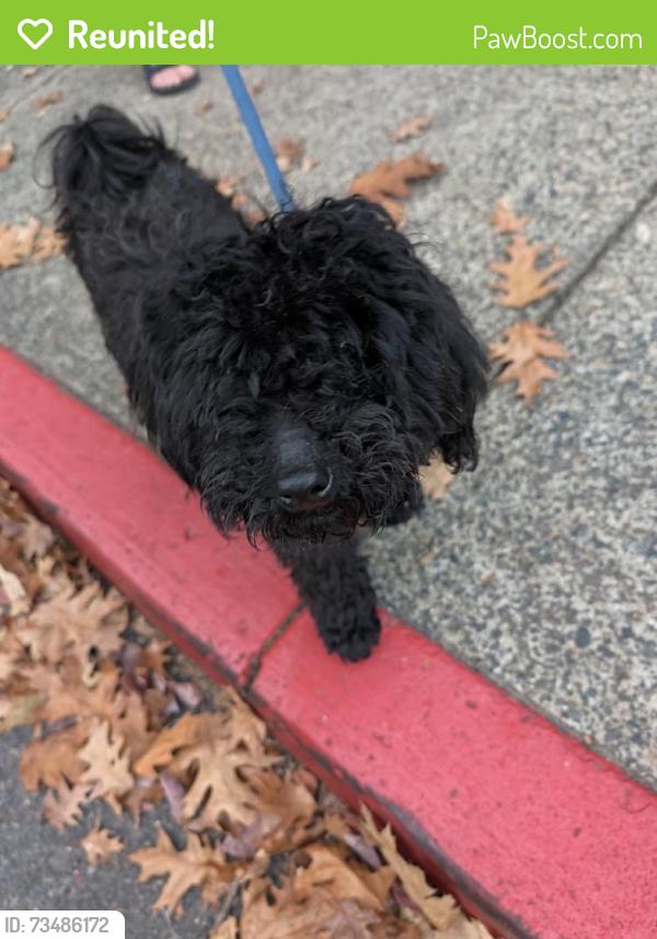 Reunited Male Dog last seen Near S Corbett Ave, Portland, OR 97239, USA, Portland, OR 97239