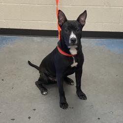 Shelter Stray Male Dog last seen , 2350 Appling City Cove, Memphis, TN 38133, USA