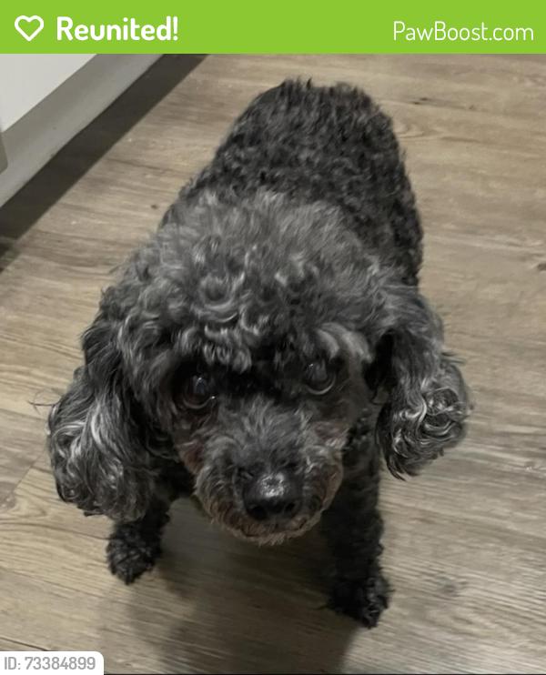 Reunited Female Dog last seen Near S Texas 6, Houston, TX 77083, USA, Houston, TX 77083