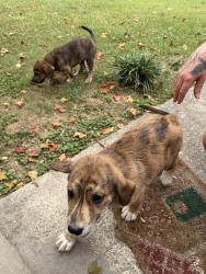 Found/Stray Female Dog last seen Cooper Rd, Cohutta Ga, Whitfield County, GA 30710
