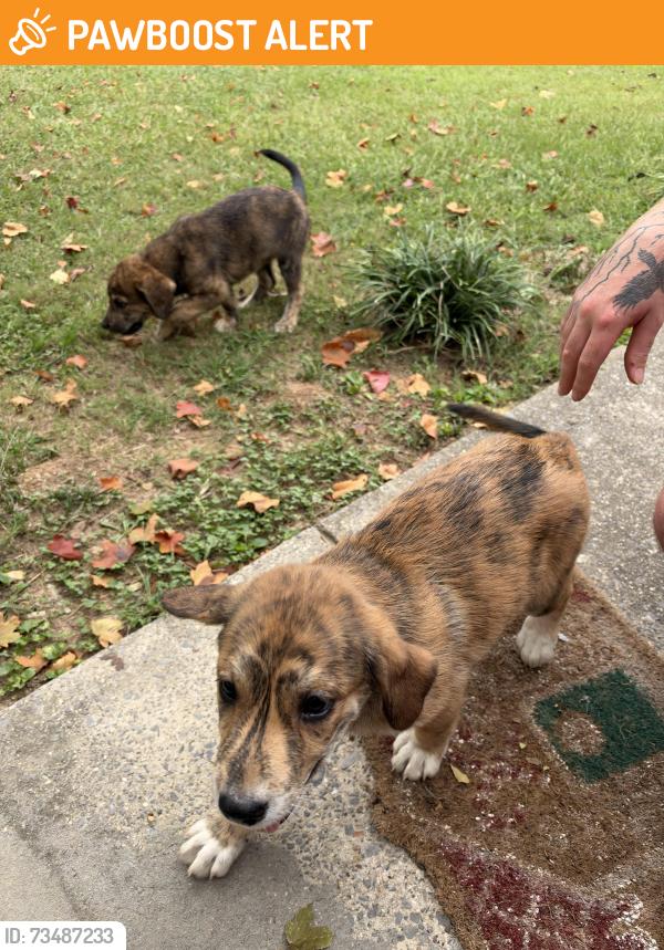 Found/Stray Female Dog last seen Cooper Rd, Cohutta Ga, Whitfield County, GA 30710