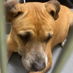 Shelter Stray Female Dog last seen , 2350 Appling City Cove, Memphis, TN 38133, USA