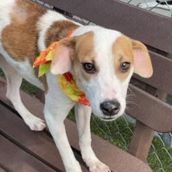 Shelter Stray Female Dog last seen , 244 Georgetown Rd, Jacksonville, NC 28540, USA