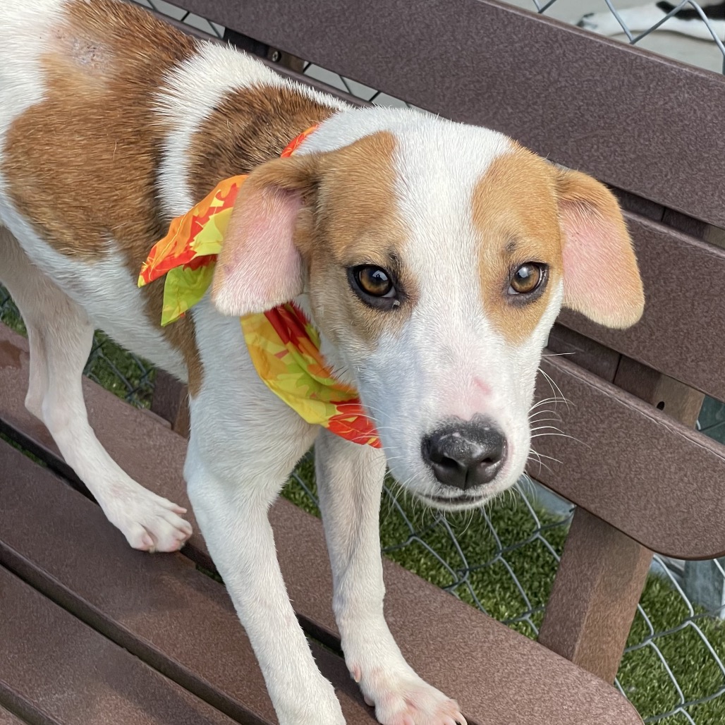 Shelter Stray Female Dog last seen , 244 Georgetown Rd, Jacksonville, NC 28540, USA