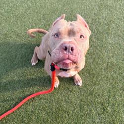 Shelter Stray Male Dog last seen , Animal Care & Control Team of Philly, 111 W Hunting Park Ave, Philadelphia, PA 19140, USA