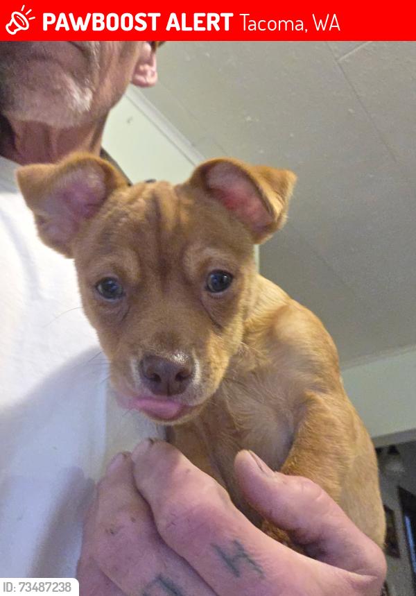Lost Male Dog last seen Tractor Supply, Tacoma, WA 98444