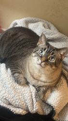 Reunited Female Cat last seen Rustown, Town east, Motley, Mesquite, TX 75150
