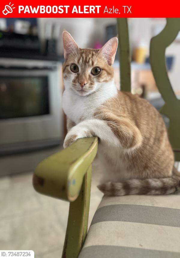 Lost Female Cat last seen CR 4783, Azle, TX 76020