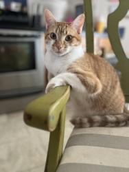 Lost Female Cat last seen CR 4783, Azle, TX 76020
