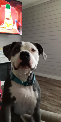 Reunited Male Dog last seen Near Hwy 17, Maysville, NC 28555