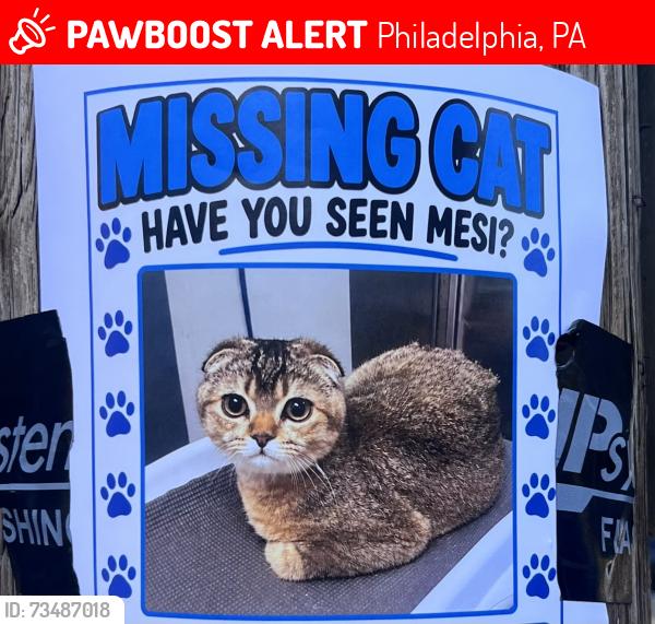 Lost Male Cat last seen W Norris & Mascher, Philadelphia, PA 19122