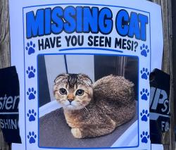 Lost Male Cat last seen W Norris & Mascher, Philadelphia, PA 19122