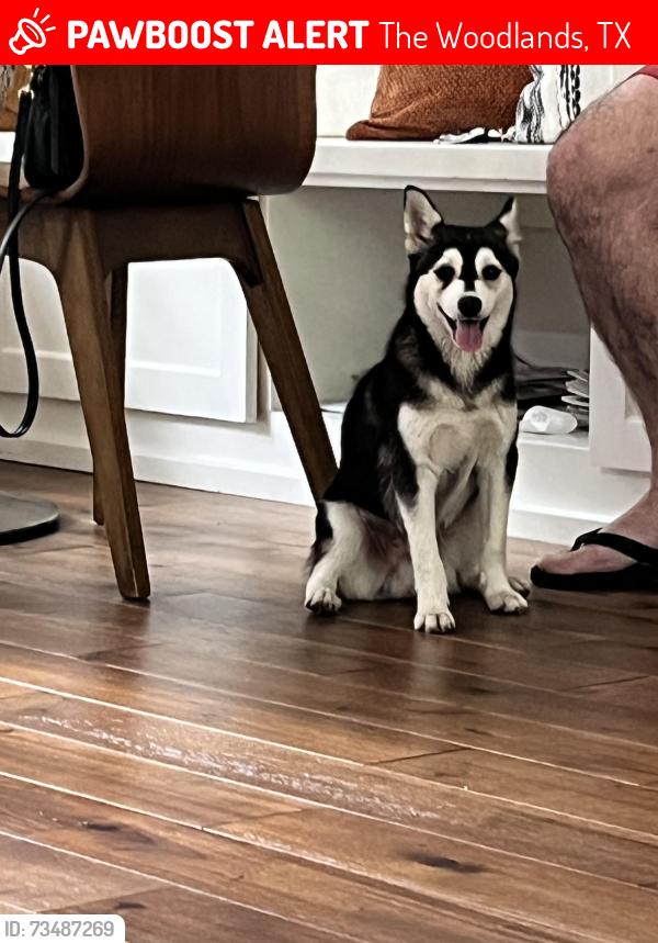 Lost Male Dog last seen Crossvine cir, The Woodlands, TX 77380