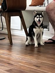 Lost Male Dog last seen Crossvine cir, The Woodlands, TX 77380
