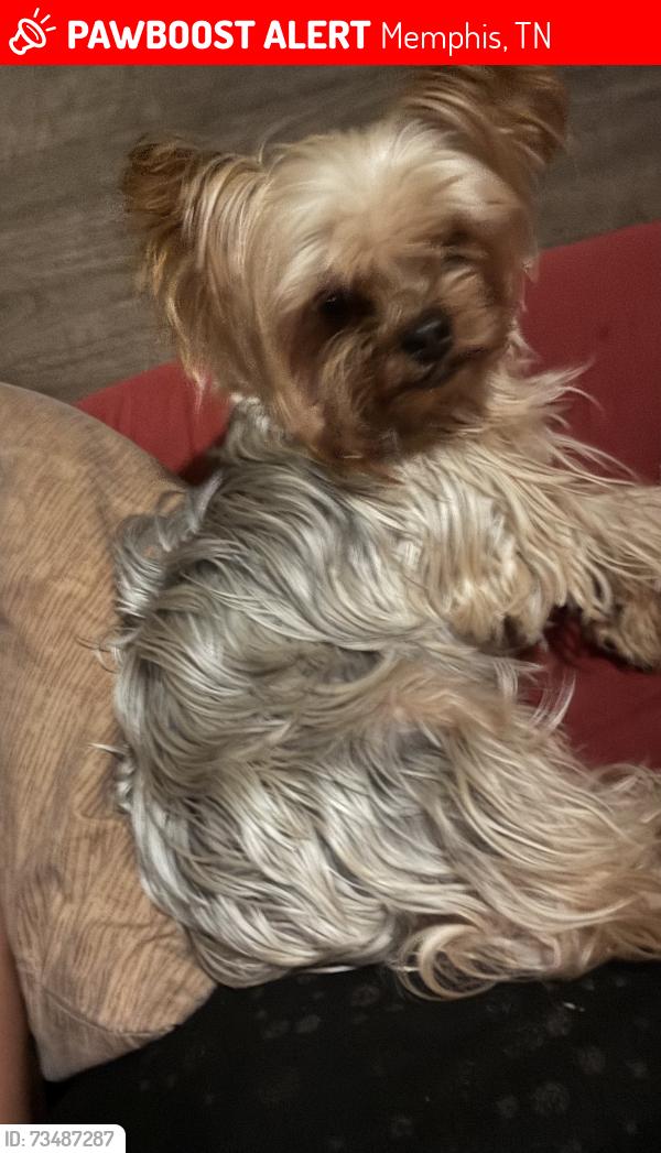 Lost Male Dog last seen Kansas, Memphis, TN 38109