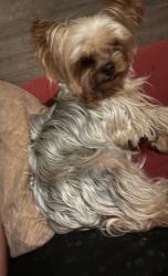 Lost Male Dog last seen Kansas, Memphis, TN 38109