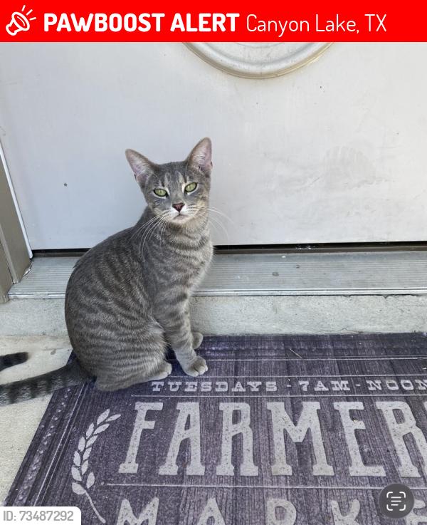 Lost Female Cat last seen Live Oak Dr. and Point View, Canyon Lake, TX 78070