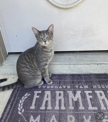 Lost Female Cat last seen Live Oak Dr. and Point View, Canyon Lake, TX 78070